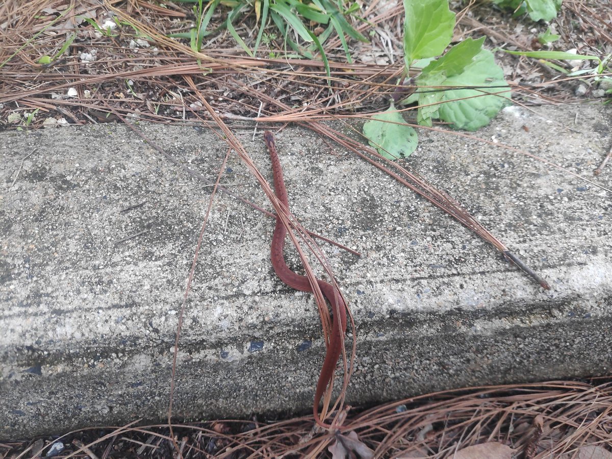MattewGDL's tweet photo. @Herpeto_cosas podrías por favor ayudarme a identificar este espécimen, supongo tiene pocos días de nacida, medía unos 15 centímetros, fue vista en el bosque en Mazamitla, Jalisco. https://t.co/rQuUjGla2x