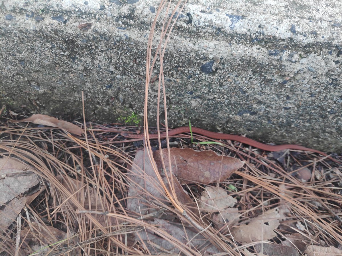 MattewGDL's tweet photo. @Herpeto_cosas podrías por favor ayudarme a identificar este espécimen, supongo tiene pocos días de nacida, medía unos 15 centímetros, fue vista en el bosque en Mazamitla, Jalisco. https://t.co/rQuUjGla2x