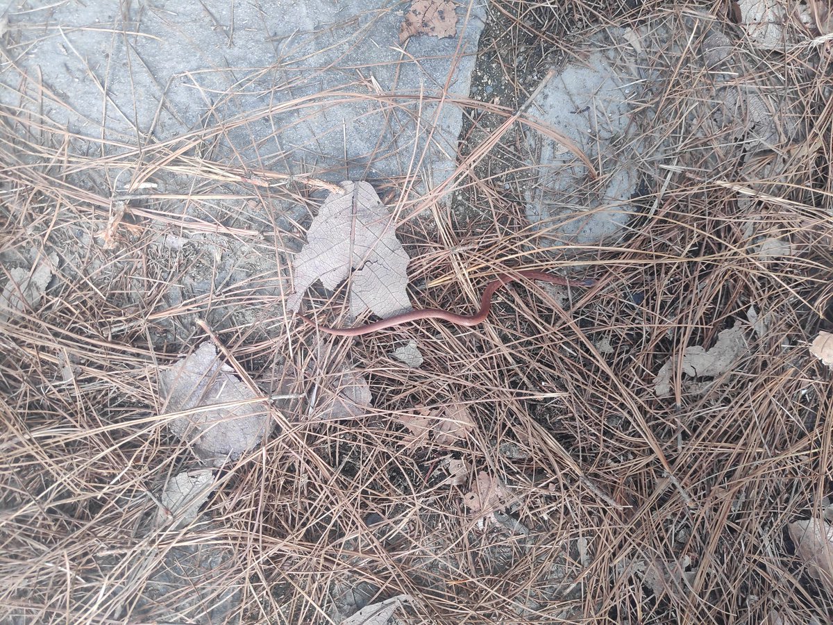 MattewGDL's tweet photo. @Herpeto_cosas podrías por favor ayudarme a identificar este espécimen, supongo tiene pocos días de nacida, medía unos 15 centímetros, fue vista en el bosque en Mazamitla, Jalisco. https://t.co/rQuUjGla2x