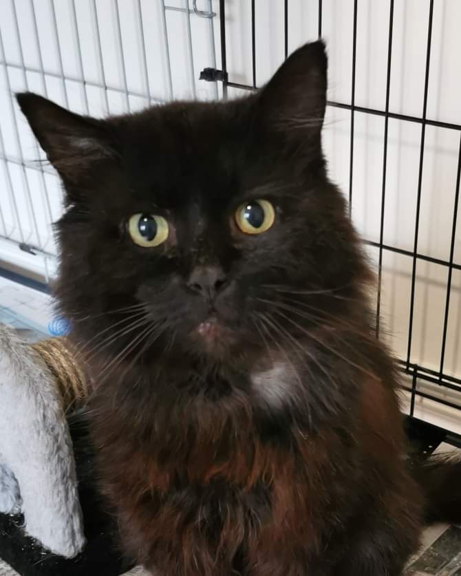 TyNantCattery's tweet image. This gorgeous young man is Zac. He was straying before he came in to us. He was neutered and FIV tested and he came back positive for FIV. He is a friendly little guy who needs a large home to run around 💗
#fivcat
#positivelyfiv