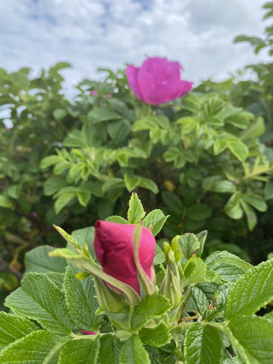 ScentedForager's tweet photo. #FlowerReport #westernisles. P ID please ( @TheFlowerFarmer) in my wild #machair posy - to the left, the white chrysanthemum in style, next to the red clover & ragged robin( no yellow)Plus a Rosa rugosa fest #scented pancakes and wild confetti #foragerskitchen https://t.co/oDuxoGNCdO