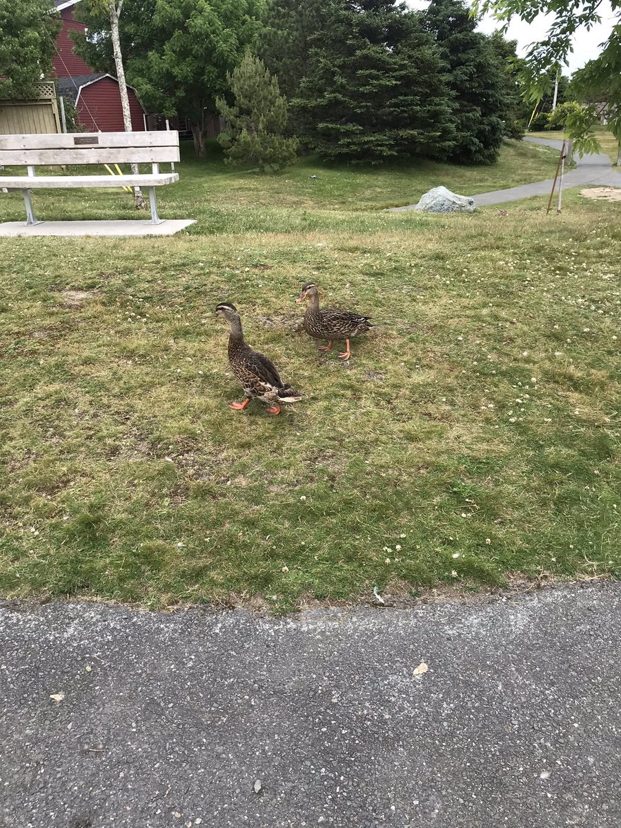 GetLitLibraryNL's tweet photo. The Digitallylit Get Lit Library could not be in a better spot. Right by the pond near the ducks and ducklings. With trails and paths leading to and around the dog park🐾
Come have a look for yourself! 
#digitallylit #bookbox #getlitlibrarynl https://t.co/wTHdNIhlgs