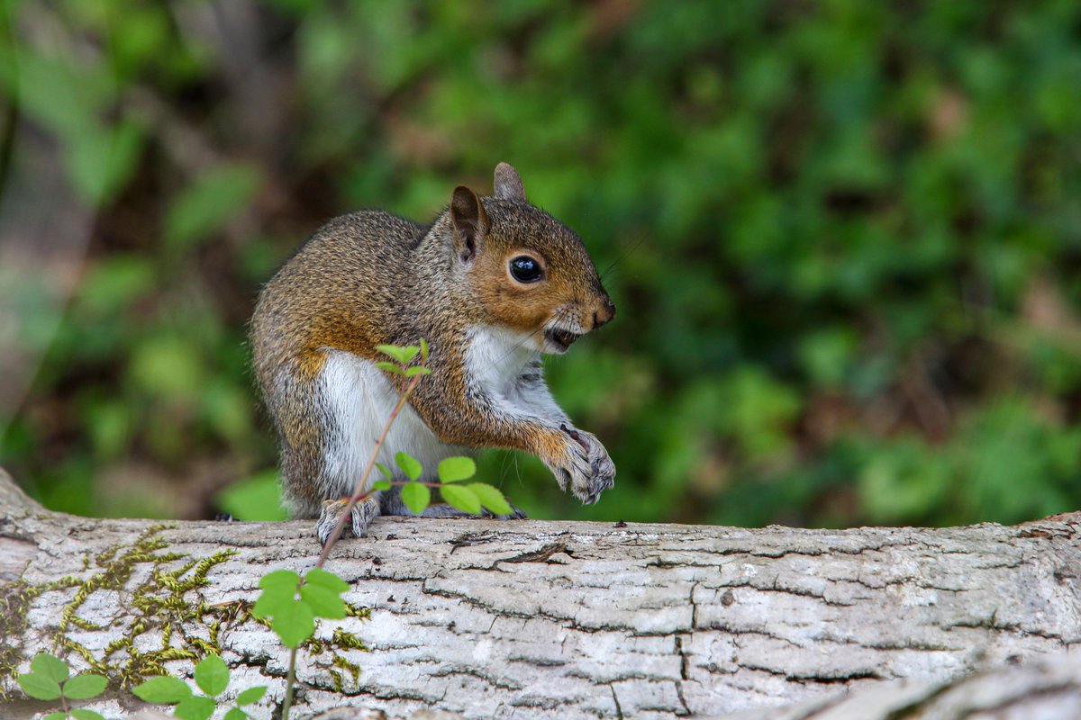 walesbotanic's tweet image. Mae ein tirwedd adferedig yn hafan i fywyd gwyllt!
Gwelwyd dwrgi hefyd yn ddiweddar yn mwynhau ein llynnoedd sydd newydd eu hadfer ac yn nofio yn Afon Gwynon ychydig islaw'r rhaeadr.
🦆🦦🦉
#GarddCymru #tirwedd #568erw #Archwilio #natur #llyn #rhaeadr 
@HeritageFundCYM