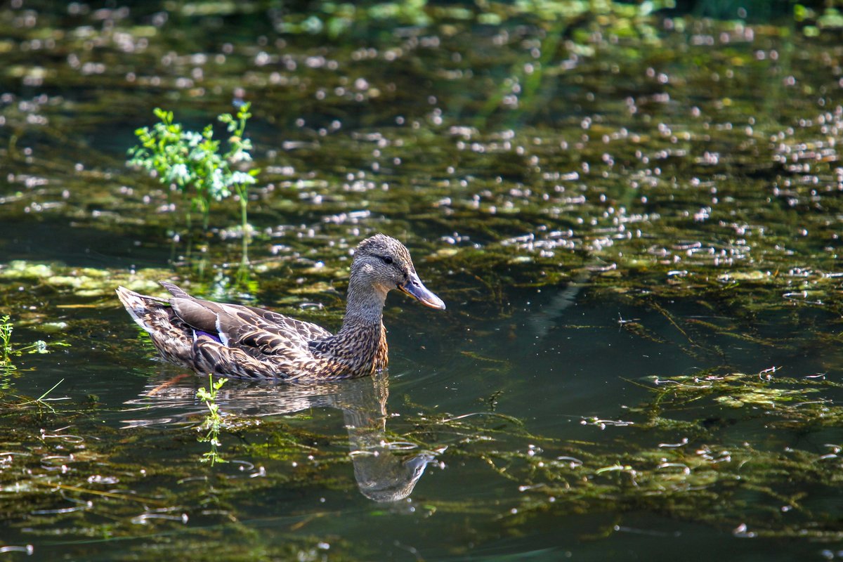 walesbotanic's tweet image. Mae ein tirwedd adferedig yn hafan i fywyd gwyllt!
Gwelwyd dwrgi hefyd yn ddiweddar yn mwynhau ein llynnoedd sydd newydd eu hadfer ac yn nofio yn Afon Gwynon ychydig islaw'r rhaeadr.
🦆🦦🦉
#GarddCymru #tirwedd #568erw #Archwilio #natur #llyn #rhaeadr 
@HeritageFundCYM