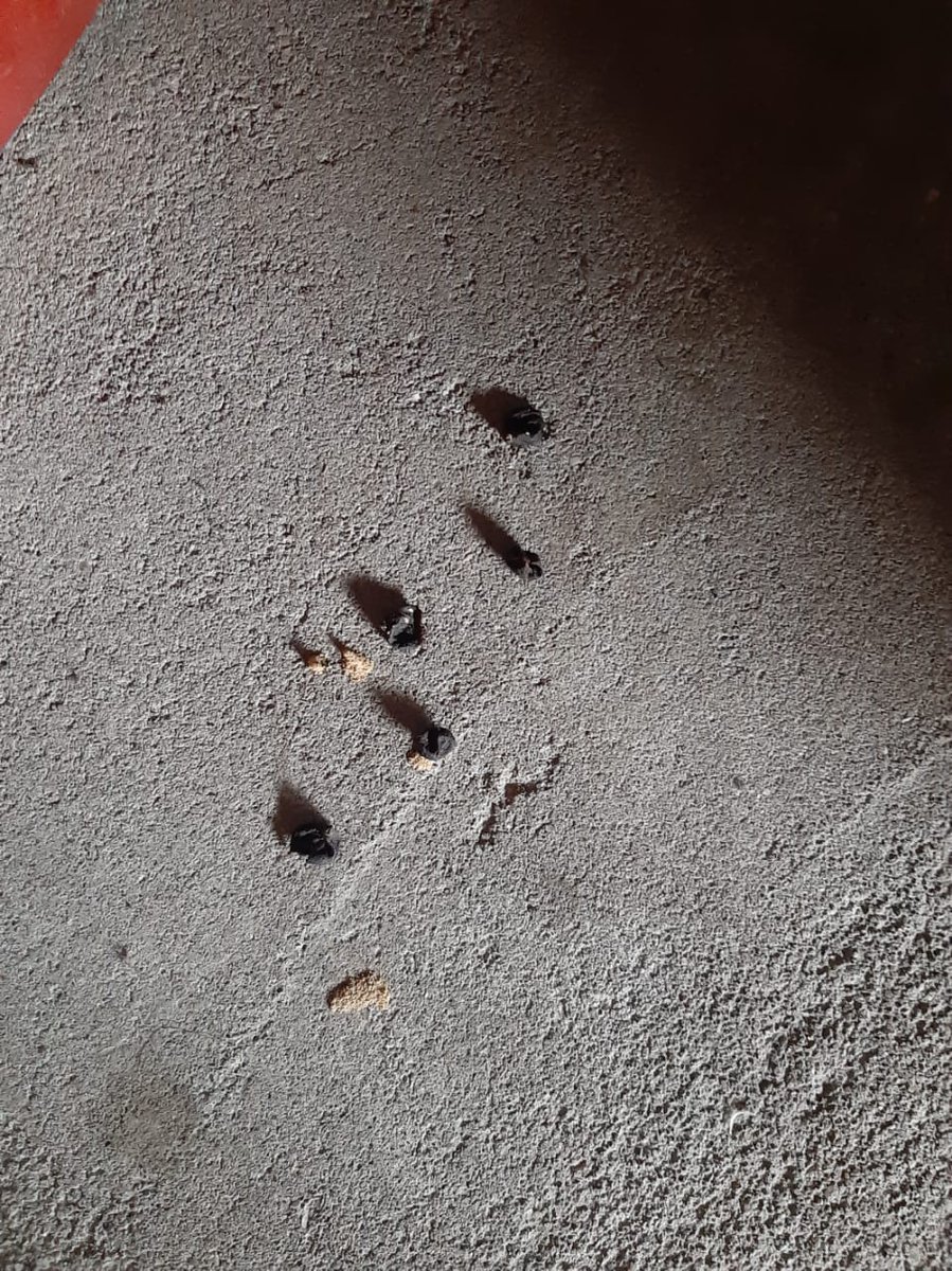 Ms Paz 🎀 tweet media