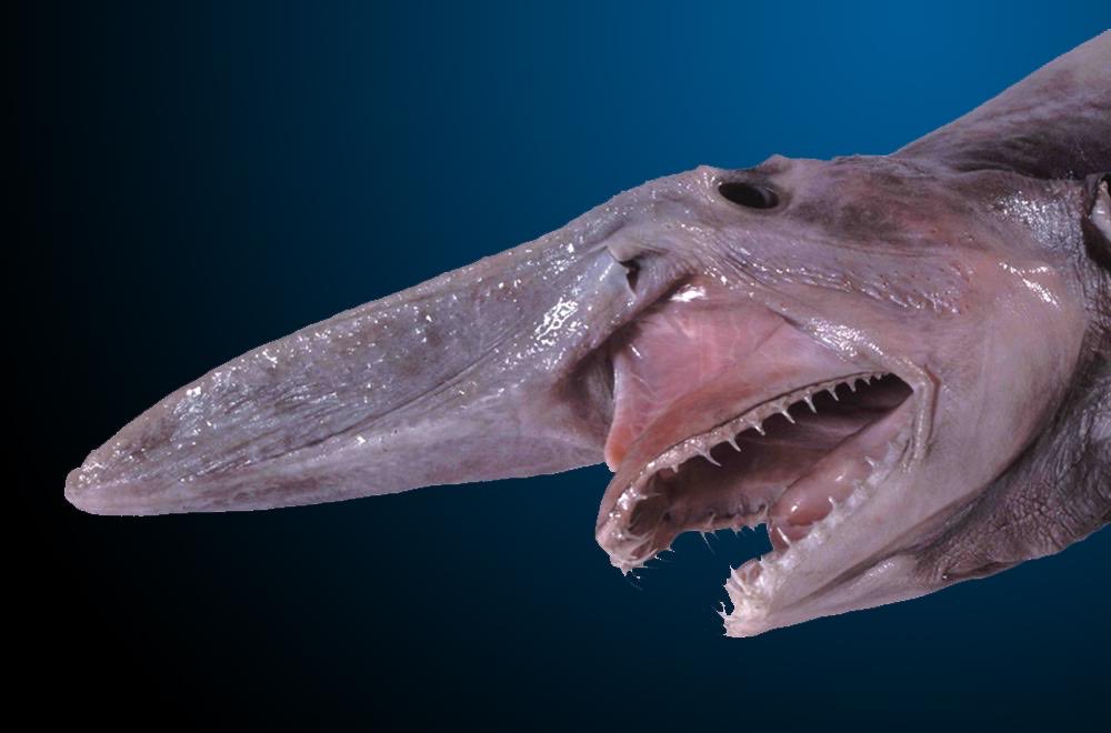 CryptoShrimpie's tweet photo. @pillheadddd Yeah and fish. This is a goblin shark. https://t.co/kcfpClfCOh