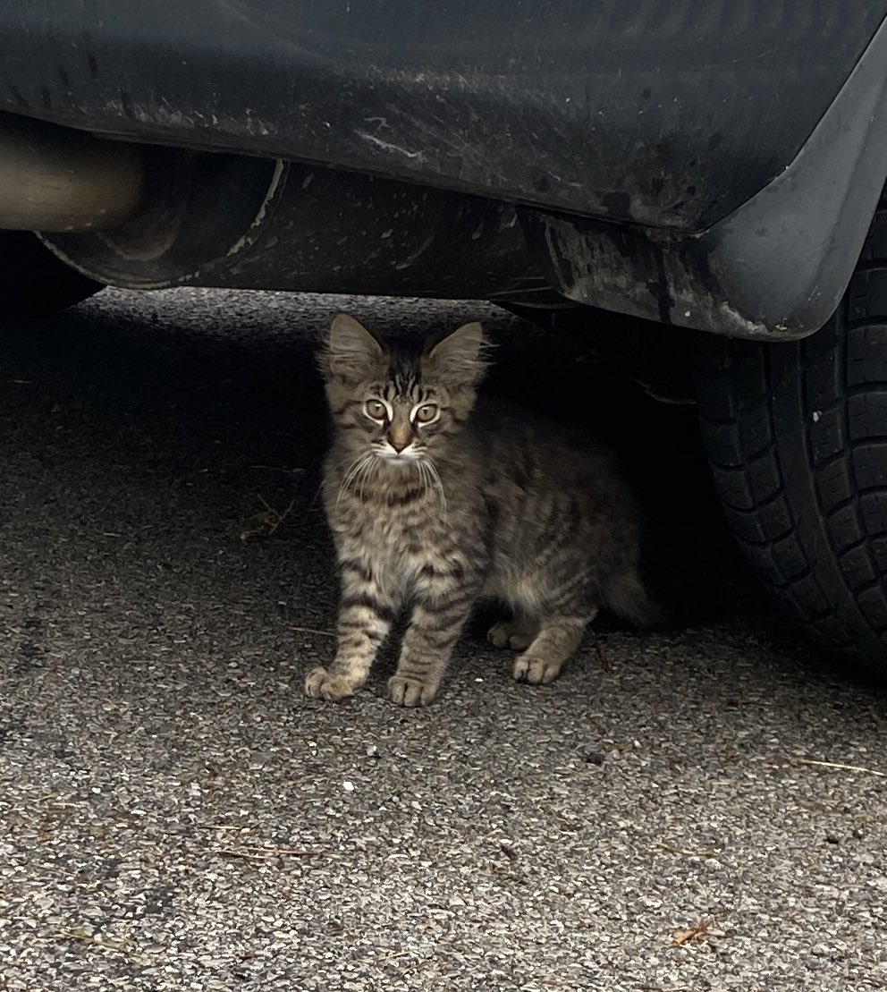 Paige VanSickle tweet media