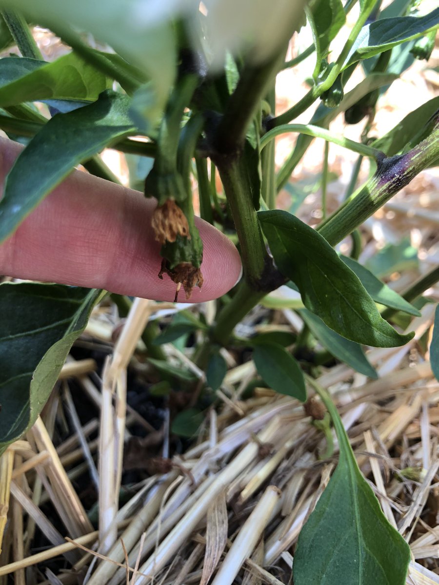 Melons, peppers, and wheat!!
