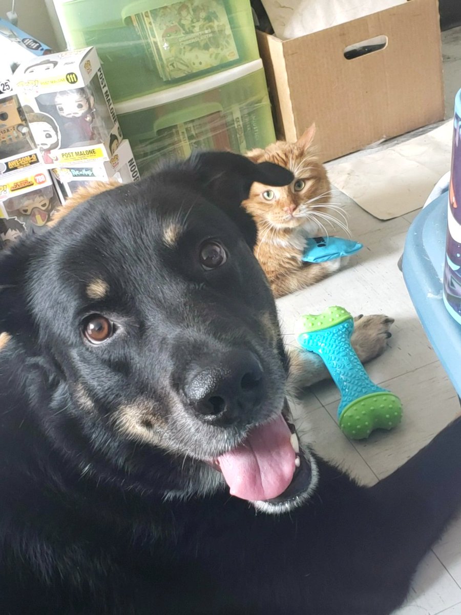 KFrozenFireW's tweet photo. Ok..but 🥺❤ I love my boys. Kratos the dog and Sindri the cat #gamerhouse #pets #CatsOfTwitter #DogsofTwittter https://t.co/rrCE5cmdzd