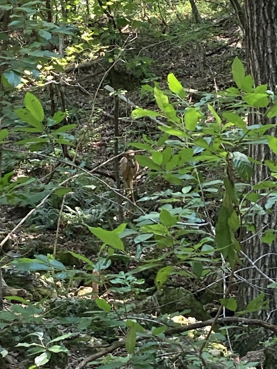 MrPoleJangles's tweet photo. Saw this guy on the course on the 4th. Also saw a salamander and a box turtle. One of my favorite things about Disc Golf is the unexpected nature you run across. #discgolf #camdenton #Missouri #Deer #nature https://t.co/DLXiluzyUi