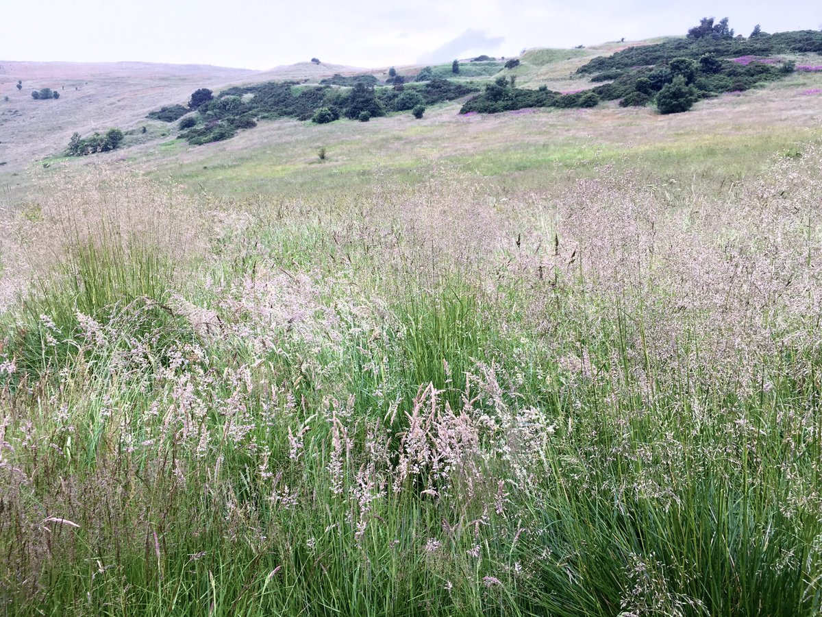 Venables_S's tweet photo. In praise of the humble grass. #Holyrood #softrefreshingrain https://t.co/MiyqJ55E7n