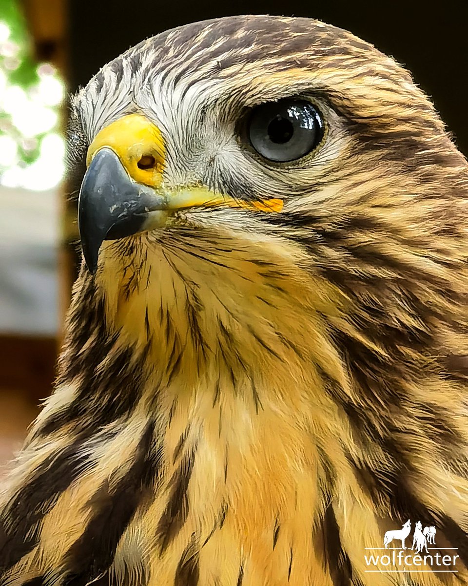 WOLFCENTER_'s tweet photo. Herzlich willkommen in der Wolfcenter-Familie kleine "Shari"! ❤️
#mäusebussard #buteobuteo #newmember #greifvogel #einheimischevögel #wolfcenter #dörverden #BirdsOfPrey #welcomehome https://t.co/nKnBUBz42R