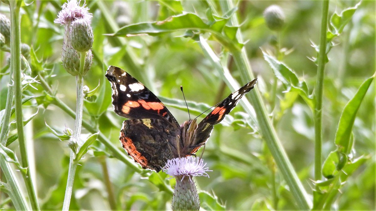 inja5248's tweet photo. #atalanta 🦋 op #kale_jonker 10 juli 2021
er zaten veel atalanta's in de #Linnerweerd #MiddenLimburg 
@vlinderNL 
@NatureTodayNL 
@volgdenatuur https://t.co/XpQbW9iwIZ