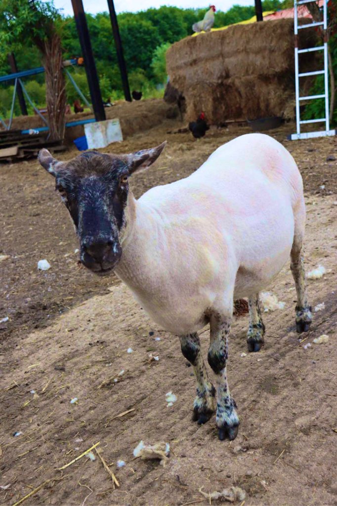 Farmily_buckets's tweet photo. A naked Bumblebee. 

Let’s hope now she’s lost her fleece she hasn’t lost her track record in predicting winners for the England Euro 2020 matches. 

Not long until we find out now. 

Thanks Chris for the photo. 

#caenhillcc #bumblebeethesheep #sheep #sheared #euro2020 https://t.co/pEHZd1WZMt
