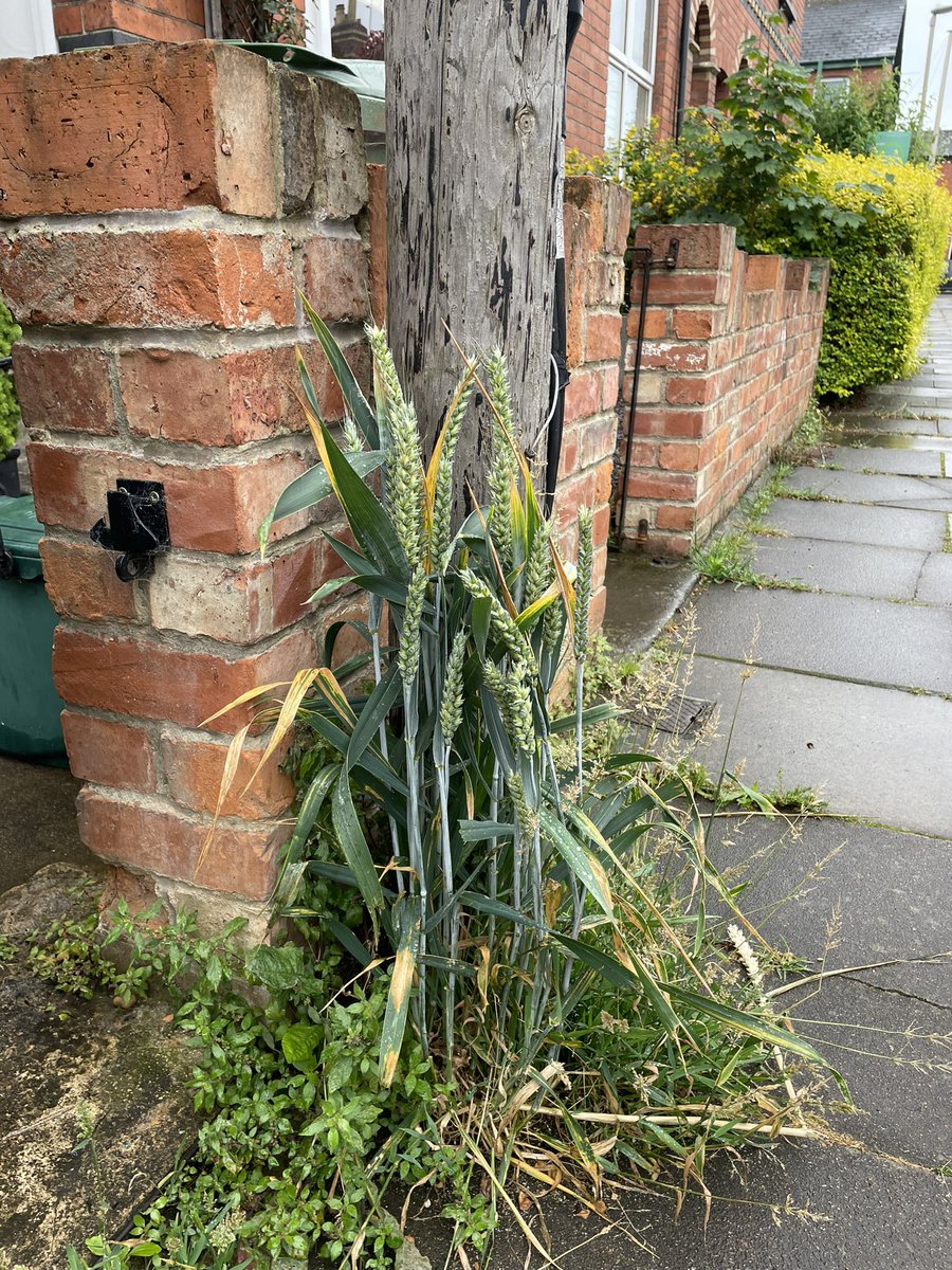 Proper_Natter's tweet photo. Urban wheat pop up #greenspaces #betweenthecracks https://t.co/RJrNxI2ge5