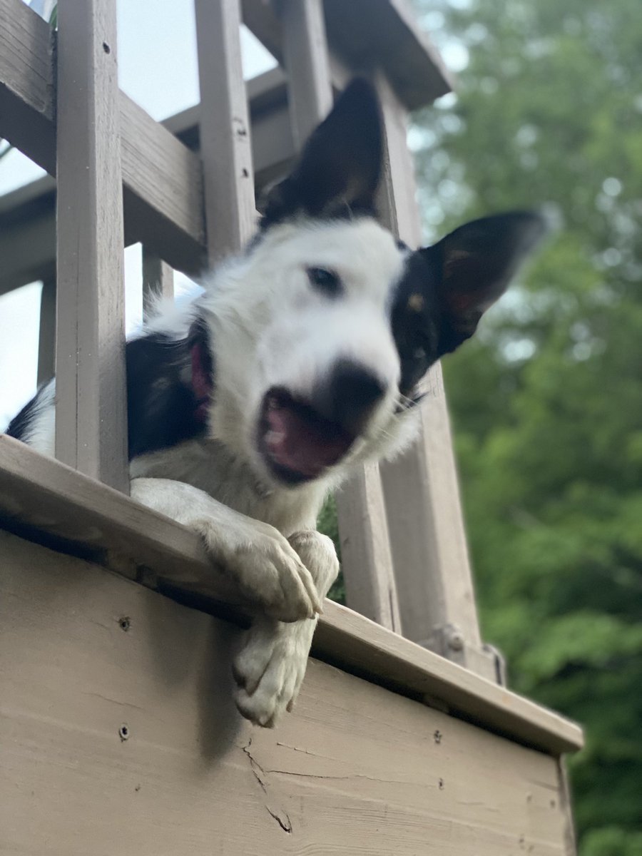 BearBuckandFox1's tweet photo. Woof!!! Hey I scared him!! #stalkerdog https://t.co/yyRmlOk6hf