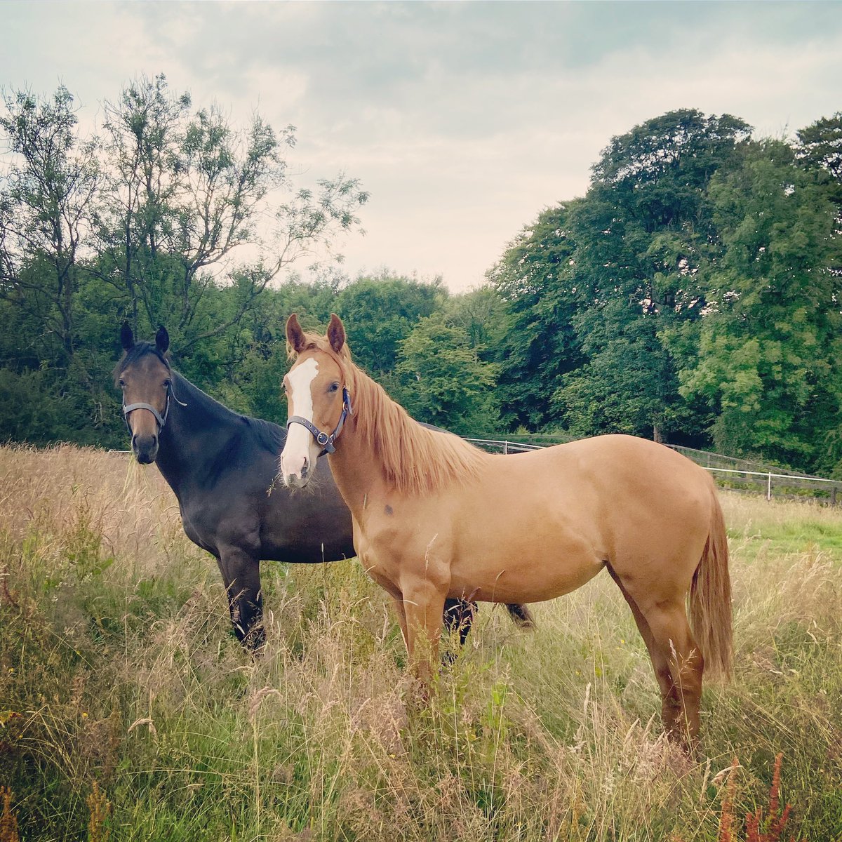 SidehouseStud's tweet photo. Yearling fillies by @SidehouseStud #Orientor (chestnut) and @newsellspark/ @IrishNatStud Equiano (bay) π https://t.co/XDJaruAVkY