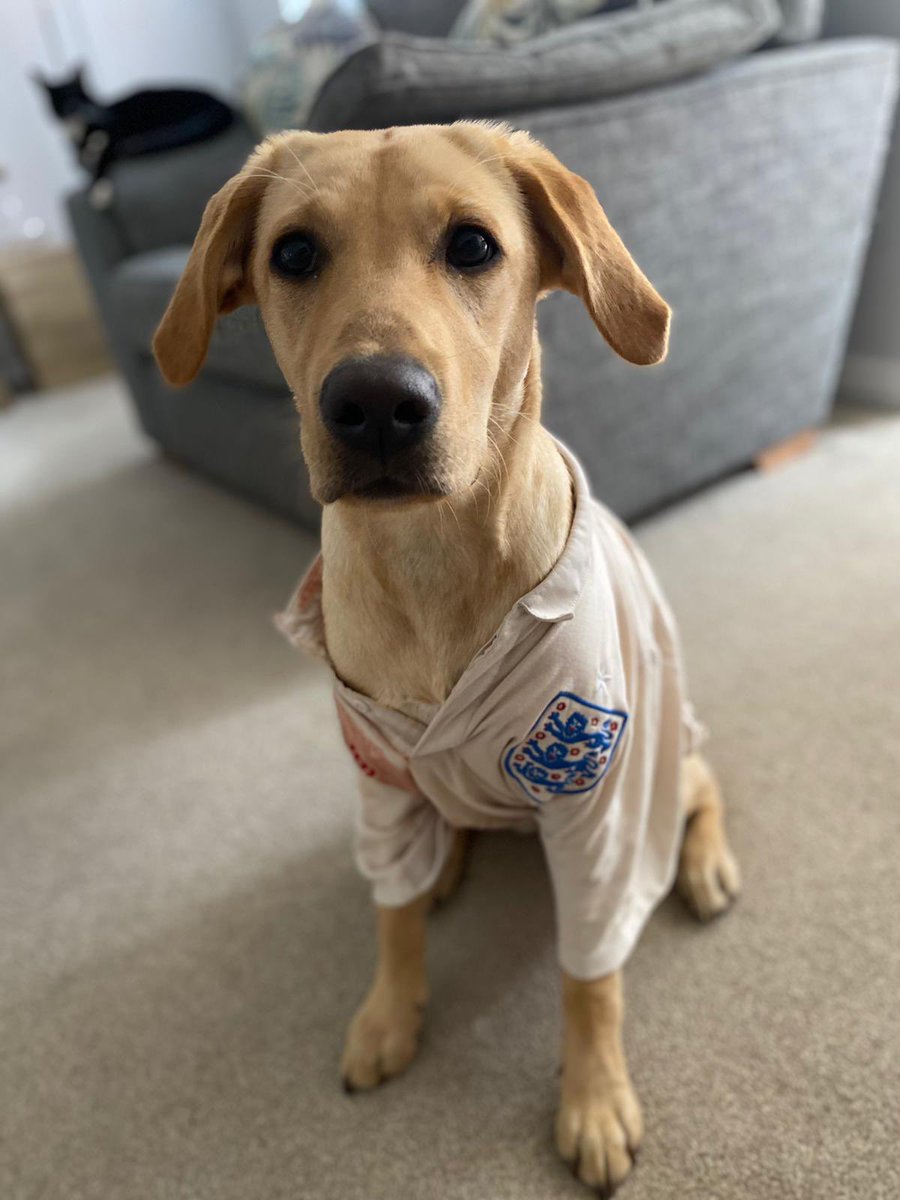 TedTalksFPL's tweet image. It’s coming home!

(my good friend’s dog)
