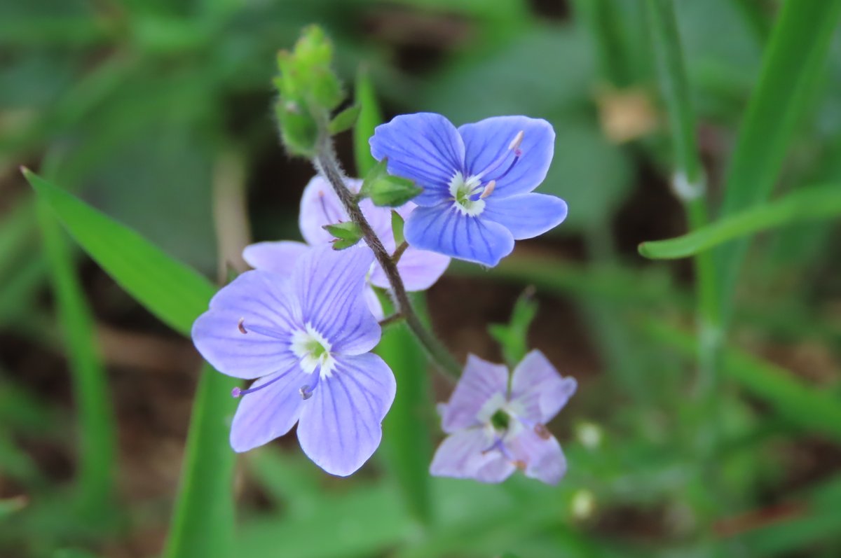 Speedwell. #tinyflowers #wildflowerhour