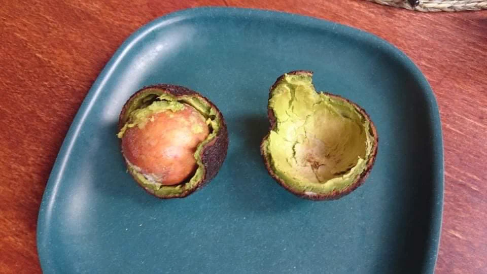 @mangos_neko 人生は素晴らしいですね。 