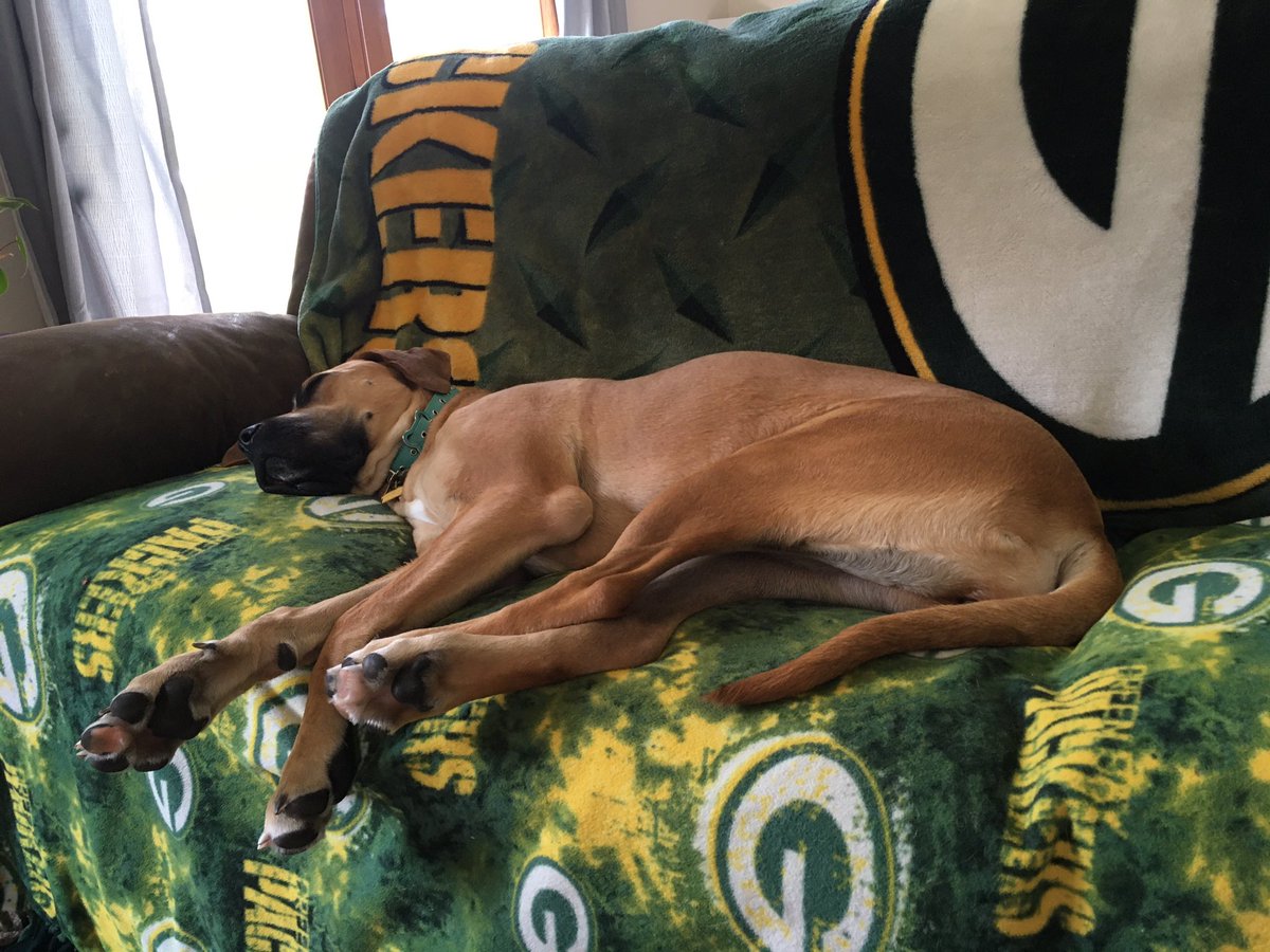 NalaTheDaniff's tweet photo. #sleepysunday #napsfordays #daniff #greatdane #mastiff #puppy #dogsofinstagram #dogsoftwitter 🐶 💤 https://t.co/B5hQiiWzoW