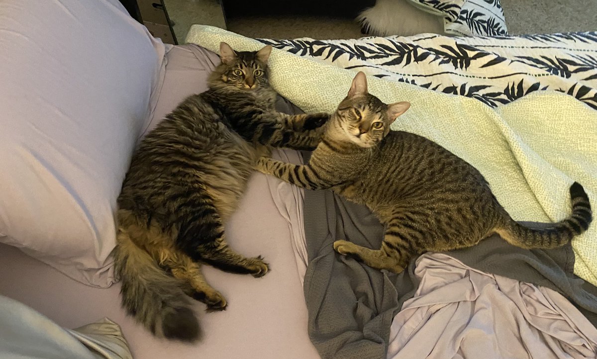 taradublinrocks's tweet photo. I caught #DukeAndMax bathing each other, which then turned into some fierce wrestling, aka the most mammal-on-mammal action my bed has seen in FOREVER 😹😹 #singlelife https://t.co/z7O7A5KxLR