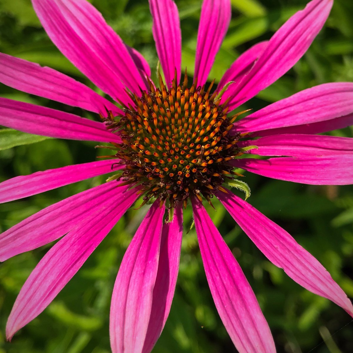 A scroll through nature