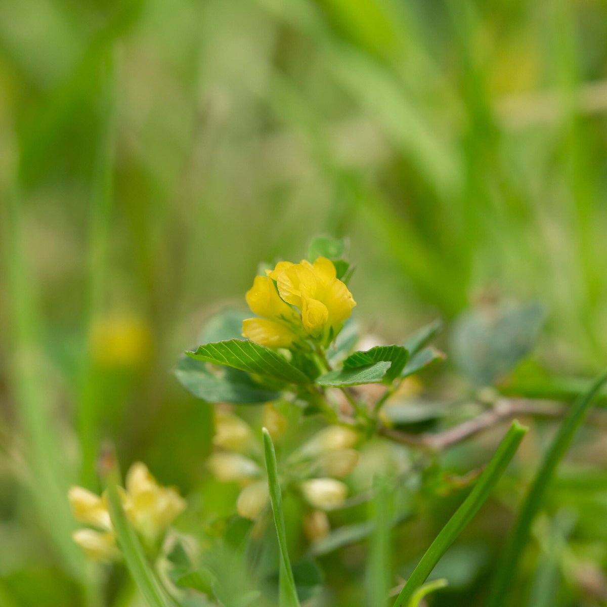 #tinyplants #wildflowerhour Lady’s Bedstraw, Cleavers and Black Medick (? #wildflowerID) @LoveLincsPlants <a href="/LincsNaturalist/">LNU</a>