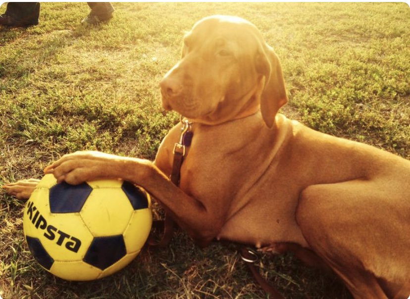 HunVizslainu's tweet photo. We already know who will be the winners: the Vizsla Holders! 😉

#UefaEuro2020 #HungarianVizslaInu #HVI  #Crypto #investment https://t.co/lifxoLZdew