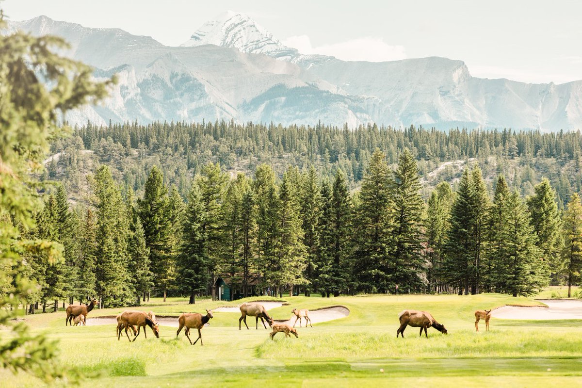 Just another summer day at Banff Springs GC, where elk and other wildlife have right-of-way. My last round there was interrupted by a grizzly bear. Read my appreciation of this iconic Stanley Thompson design: wp.me/p2CL05-nR RT @GolfinBanff pic