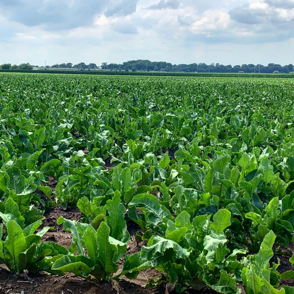 Kacee Bohle tweet media