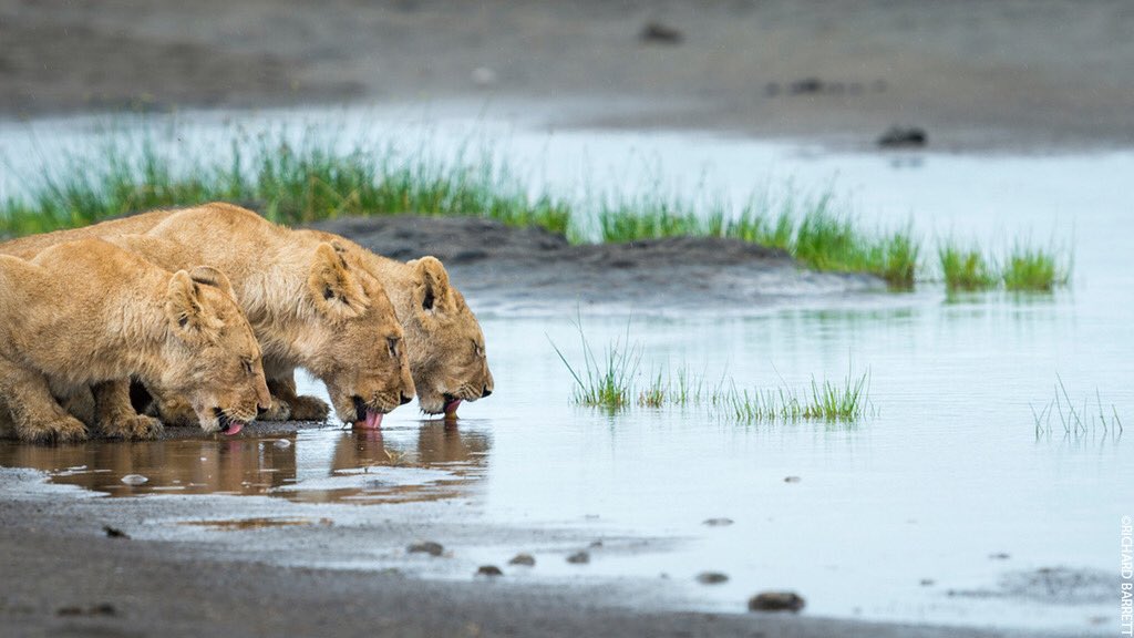 Three lions taking a well-deserved break. 
 
#Halftime #Euro2020 #ThreeLions