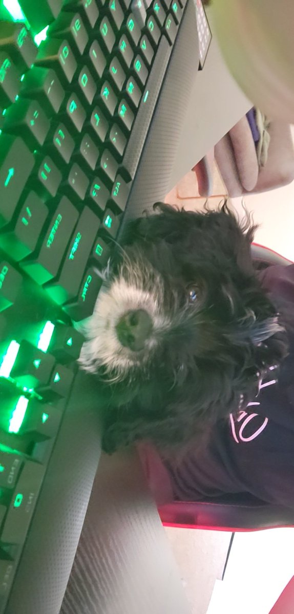 HChaos19's tweet photo. When a gamer girl gets the perfect  gaming dog, life is complete 🥰 https://t.co/RoNqziGBsK