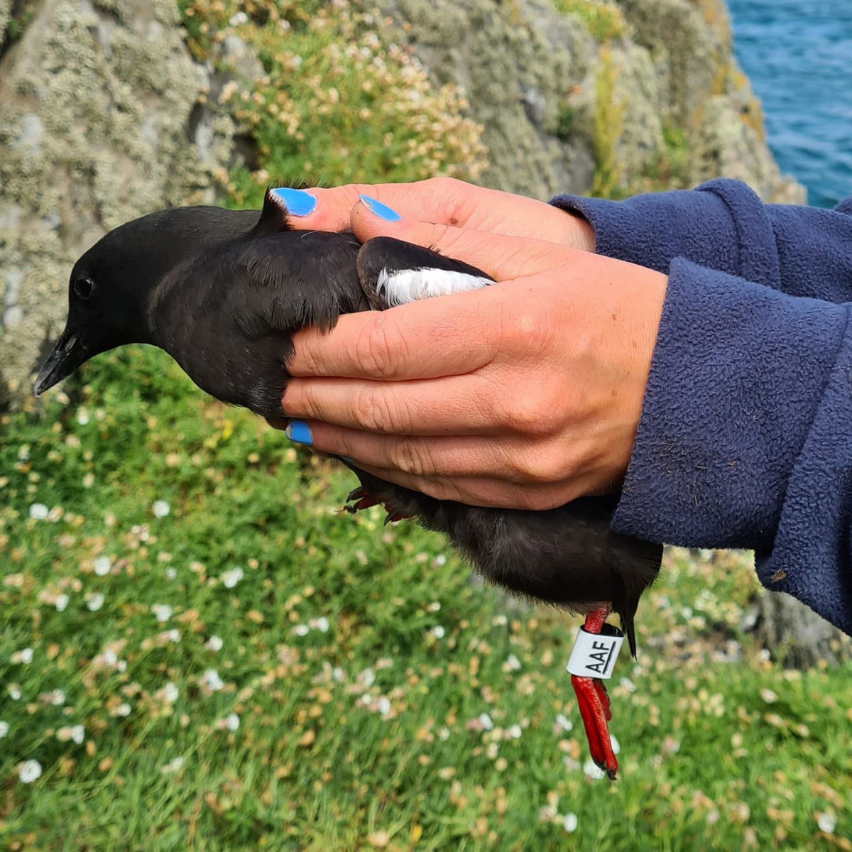 Copeland Bird Obs. (@copelandbirdobs) on Twitter photo A glorious #SeabirdSaturday & weekend on <a href="/CopelandBirdObs/">Copeland Bird Obs.</a> resulted in the team ringing 18 Black Guillemot chicks, 39 Herring & 31 Lesser Black-backed Gull chicks, 14 Manx Shearwaters & 8 Storm Petrels. Great work by duty officer <a href="/Roisink1/">Roisin Kearney</a> leading the charge. #Seabirds A glorious #SeabirdSaturday & weekend on <a href="/CopelandBirdObs/">Copeland Bird Obs.</a> resulted in the team ringing 18 Black Guillemot chicks, 39 Herring & 31 Lesser Black-backed Gull chicks, 14 Manx Shearwaters & 8 Storm Petrels. Great work by duty officer <a href="/Roisink1/">Roisin Kearney</a> leading the charge. #Seabirds