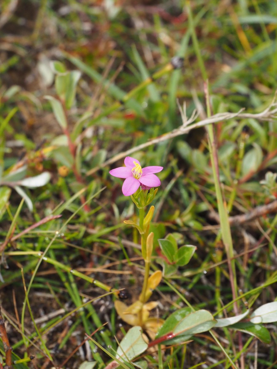smurfett722's tweet photo. #tinyplant #wildflowerhour Wild Thyme, Round-leaved Wintergreen, Round-headed Rampion, a single flowered Seaside Centaury ?, #Cumbria 10/7/21 https://t.co/qjkej5lMjR