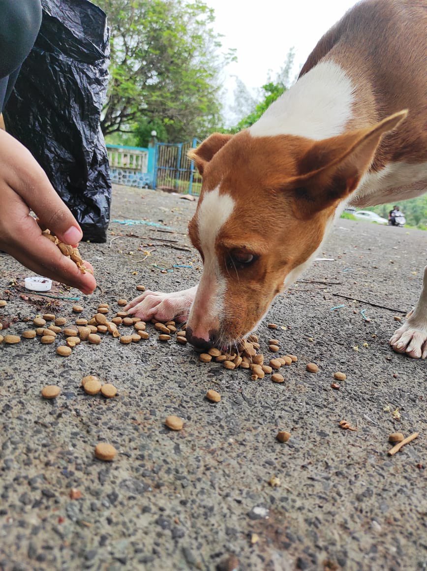 streetanimalsin's tweet photo. Feeding Day 390: Date 10.07.2021

Showering your love stay connected with humanity

@forfuturein @Childhelpindia @streetanimalsin #StreetAnimals #StreetAnimalsIndia #pawsandclawsofficial #pacofficialindia #forfutureindia #forfutureindiateam #foodfeeding #animallover https://t.co/7HYw7SiqvQ