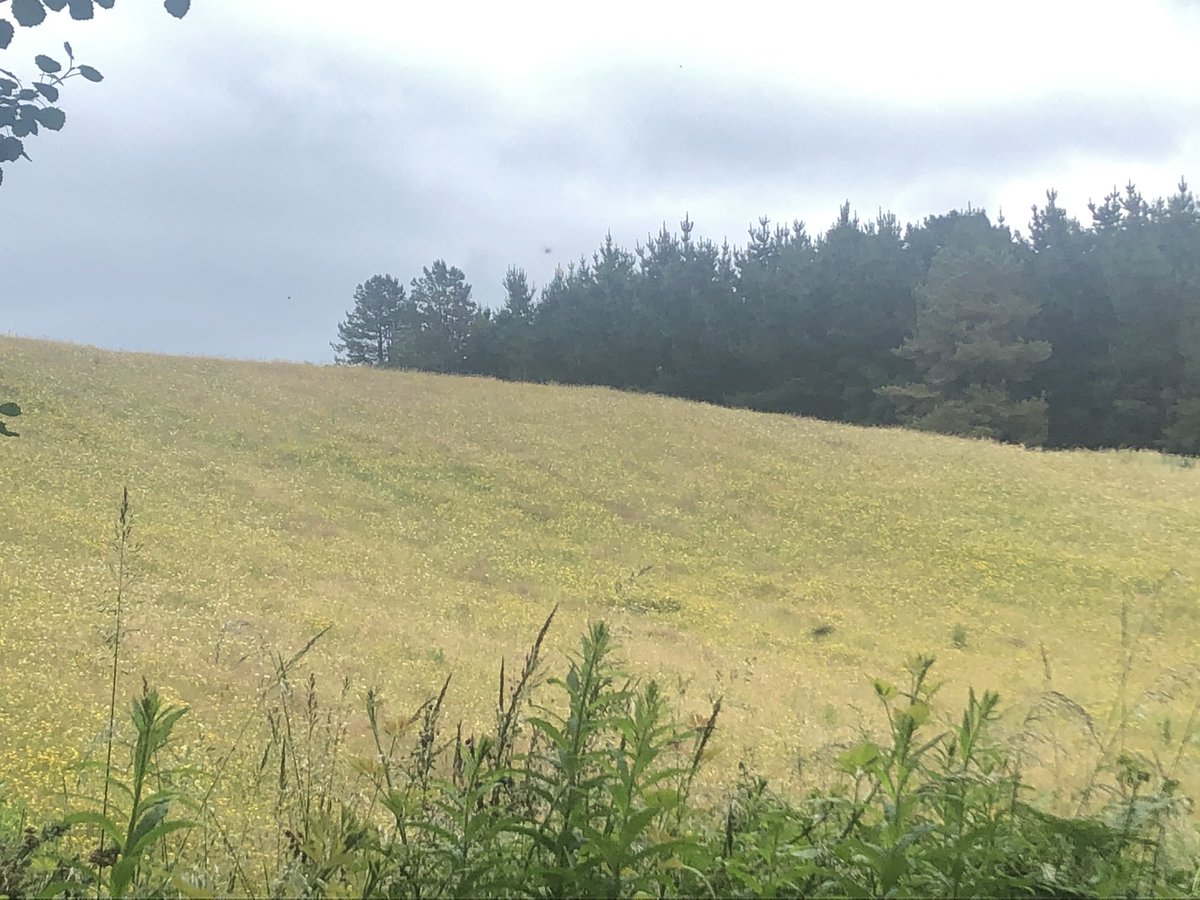 BlackrockH's tweet photo. A beautiful wildflower meadow surrounded by a forest of native trees in rural Wexford…birds foot trefoil, white clover, rosebay willowherb, bramble. A feast for #bees #pollinators #biodiversity https://t.co/mqLC39OVrb