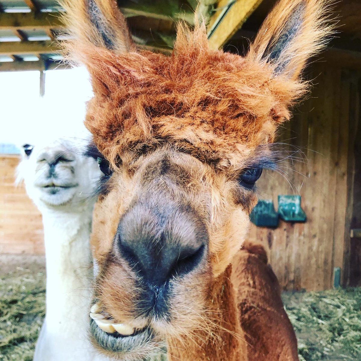 Schleh_Tox's tweet photo. Diese netten Herren habe ich am Wochenende besucht 😍 #alpaka #wunderschoen https://t.co/OizUjSF4x6