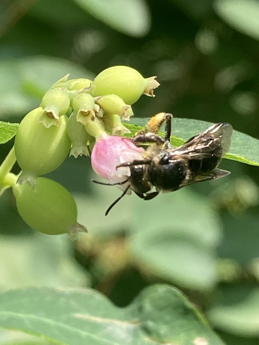 Slobkousbij <a href="/sotbees2018/">Silence of the bees</a> in #groningen blije bij!