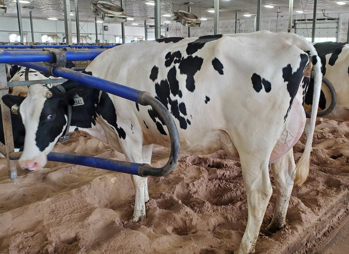 Bokma Crushabull Elle, one of the highlights from Wednesday classification. VG-86-2YR. #Crushabull and #Crushtime daughters becoming favorites at #BFL. Elle is milking 45kg at 79DIM. #scoretheherd