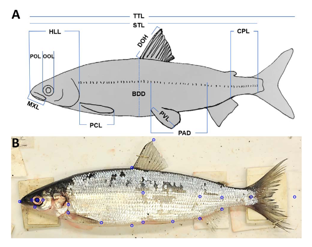 greatlakescisco's tweet photo. Study finds bias in #fish morphometrics measurements from images vs. the actual fish, which may limit comparability of morphometrics-based ID of #coregonines between studies.
O'Malley et al. 2021: https://t.co/7ZqL6JLPnA https://t.co/z2v8KgVpTi