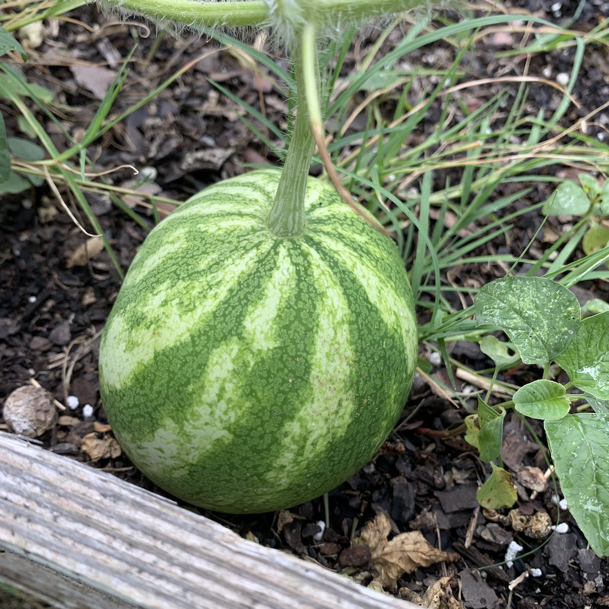 MissBsLearners's tweet photo. Our #SchoolGarden is chock FULL of yummy produce! Our pollinator plants are doing their jobs!! (Also, the baby birds are so cute!)  @WindsorElem https://t.co/sT9ixAO13m