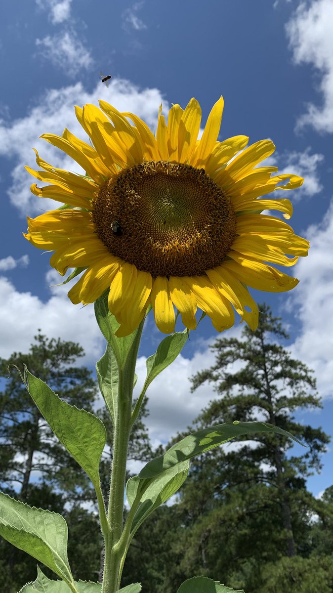MissBsLearners's tweet photo. Our #SchoolGarden is chock FULL of yummy produce! Our pollinator plants are doing their jobs!! (Also, the baby birds are so cute!)  @WindsorElem https://t.co/sT9ixAO13m