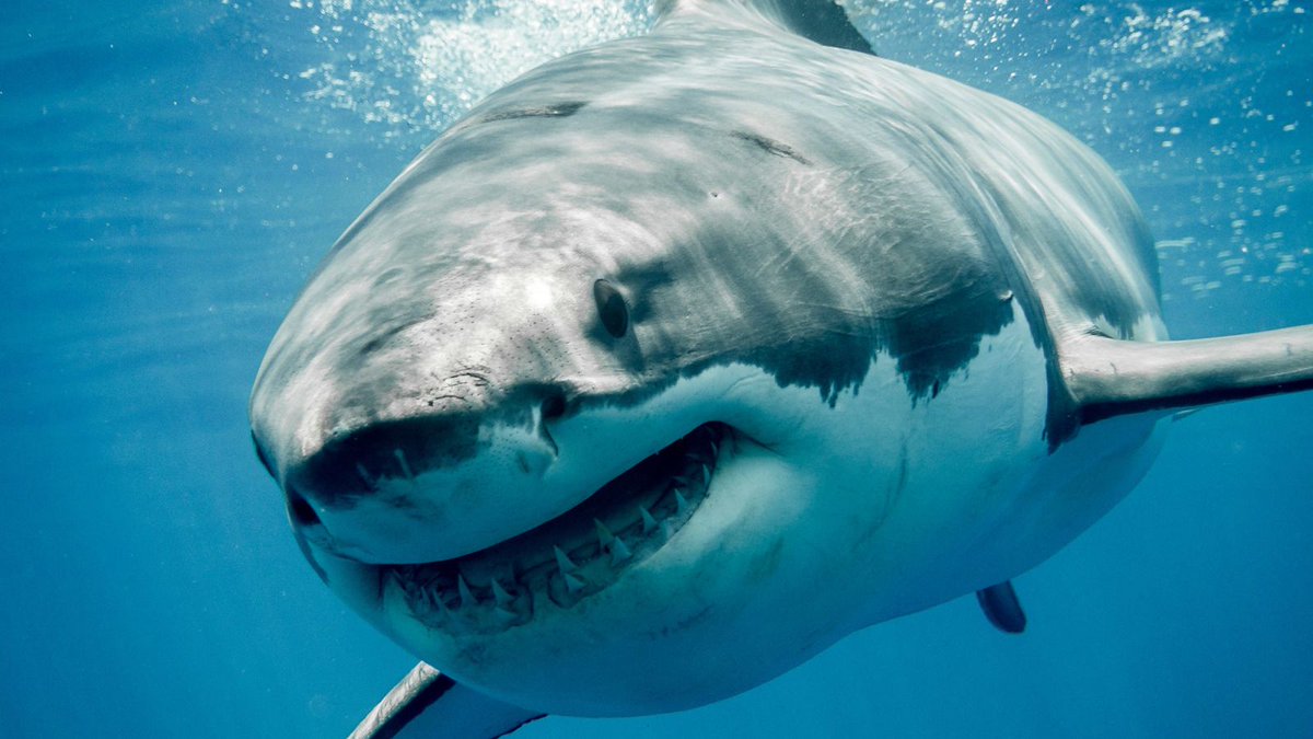TheOnion's tweet photo. Report: Sharks To Only Kill 10 People This Year But One Of Them Will Be You https://t.co/0KUSKyjrWZ https://t.co/gp920TCNLY