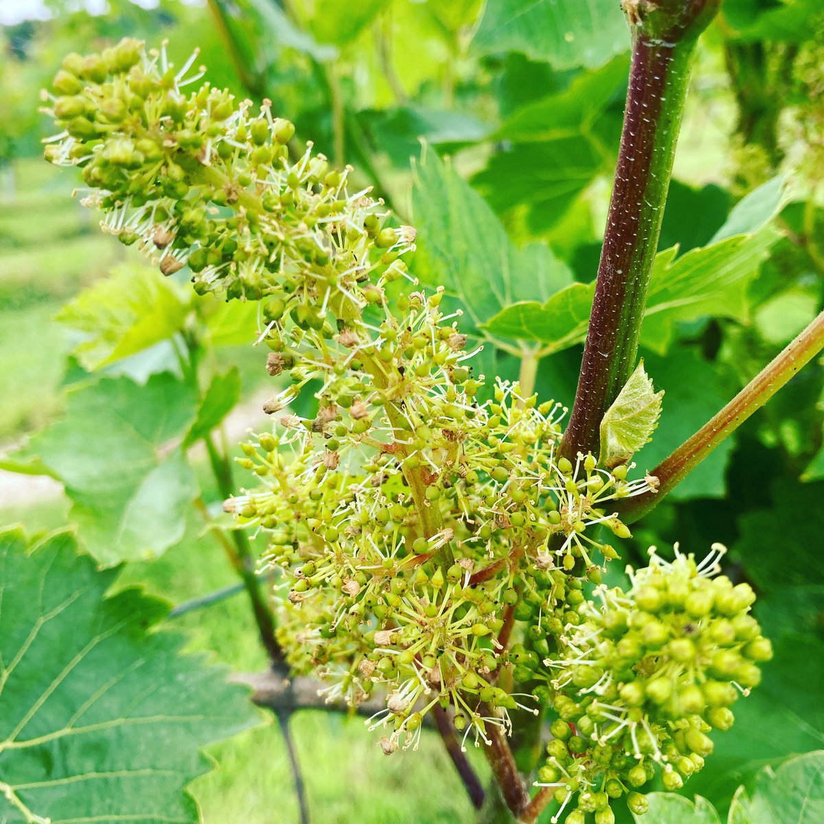 The Seyval Blanc in flower and enjoying the sun today…. Well this mornings sun! #SuttonRidgeVineyard