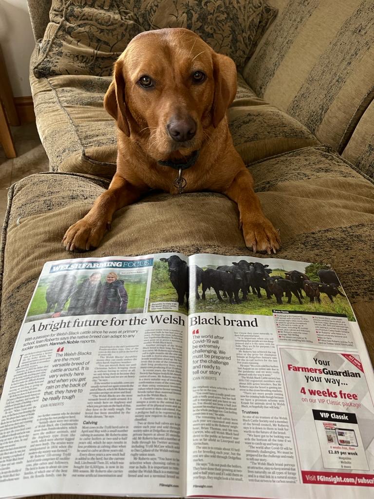 Thank you ⁦@FGHannahNoble⁩ for the great feature on the Tryfil herd and the ⁦<a href="/Welsh_Blacks/">Gwartheg Duon Cymreig | Welsh Black Cattle</a>⁩ breed in this week’s ⁦<a href="/FarmersGuardian/">Farmers Guardian</a>⁩  Jam the Labrador thinks it’s great. #nativebreeds