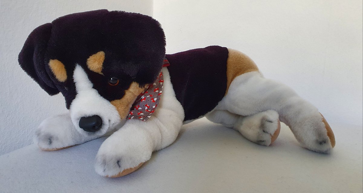 1000Room's tweet photo. #Jack #Russell #Terrier from #Pluti #Plueti #Plüti. He is about 40cm. https://t.co/V1USIUlNcG