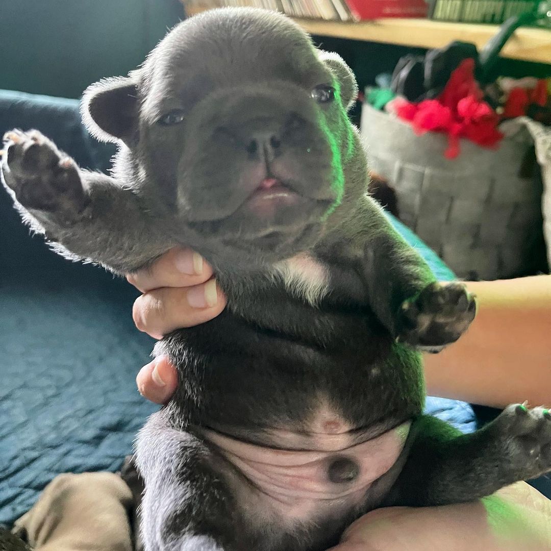 Just a little puppy wave. I can’t even handle how much charm he already has. #thecutestdogever #puppydog  #frenchie #babyfrenchie #mydogisthecutest