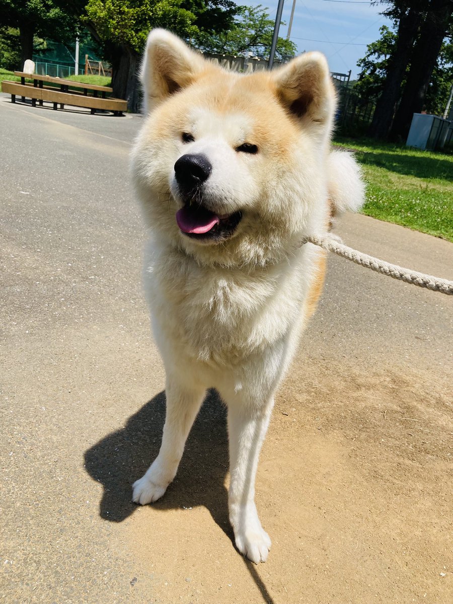 柴犬 秋田犬 はちモナじんくん Hachimonajin Twitter 柴犬 秋田犬 はちモナじんくん Hachimonajin Twitter