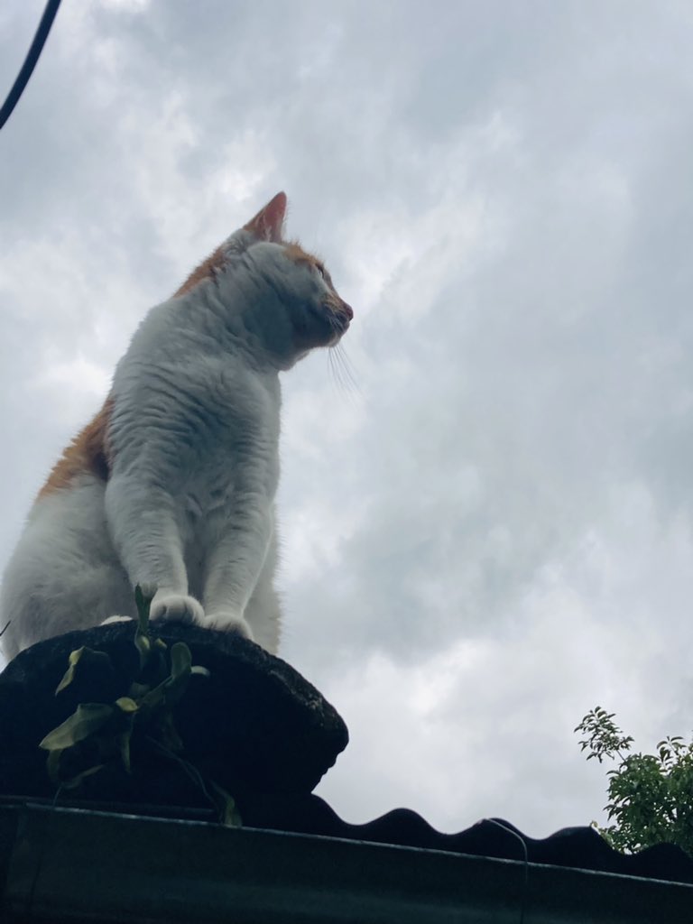 Juan Gabriel Hidalgo (@_perroebrio_) on Twitter photo 